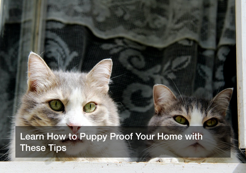 Learn How to Puppy Proof Your Home with These Tips