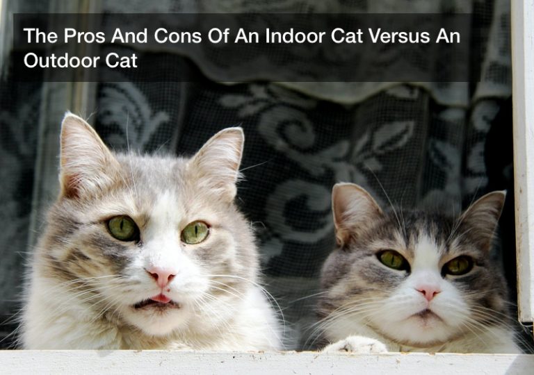 The Pros And Cons Of An Indoor Cat Versus An Outdoor Cat Pets For Kids