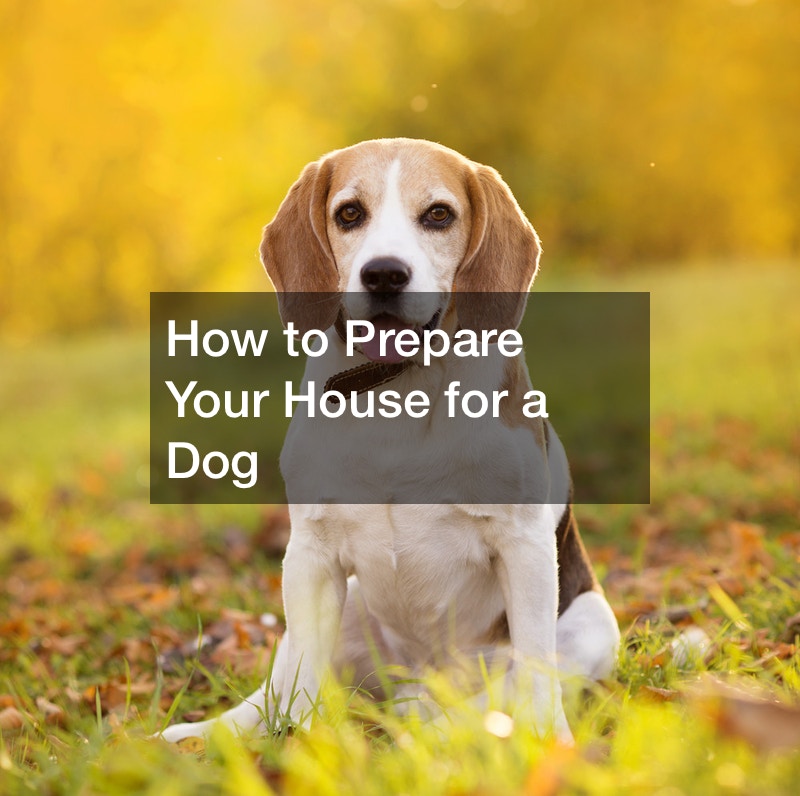 How to Prepare Your House for a Dog