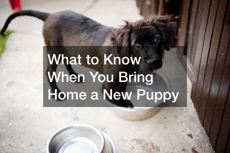 What to Know When You Bring Home a New Puppy