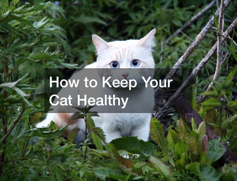 How to Keep Your Cat Healthy