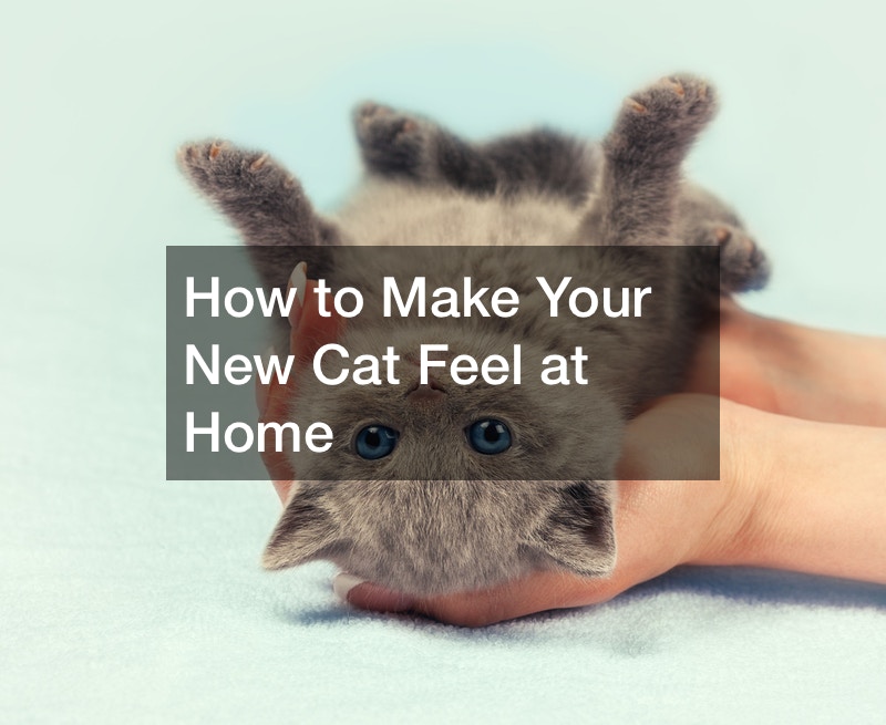 How to Make Your New Cat Feel at Home