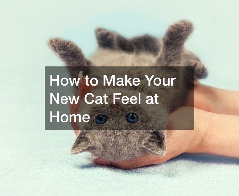 How To Make Your New Cat Feel At Home Pets For Kids