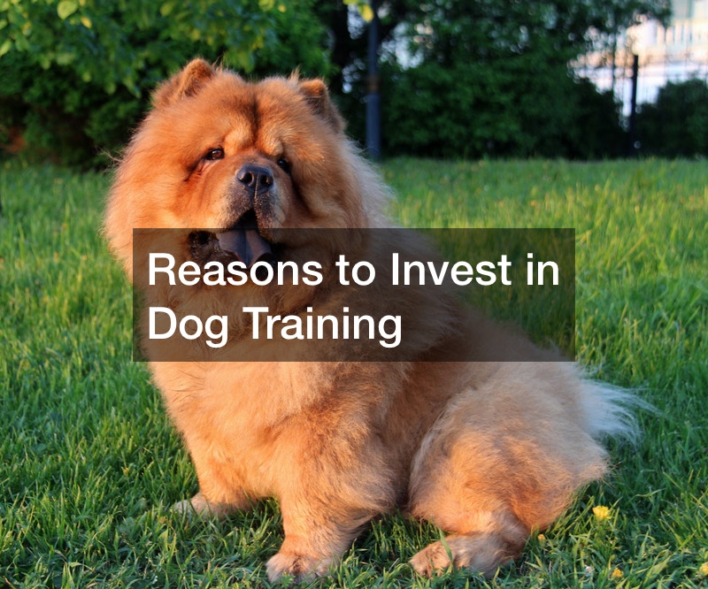 Reasons to Invest in Dog Training