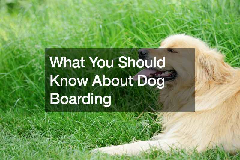 What You Should Know About Dog Boarding