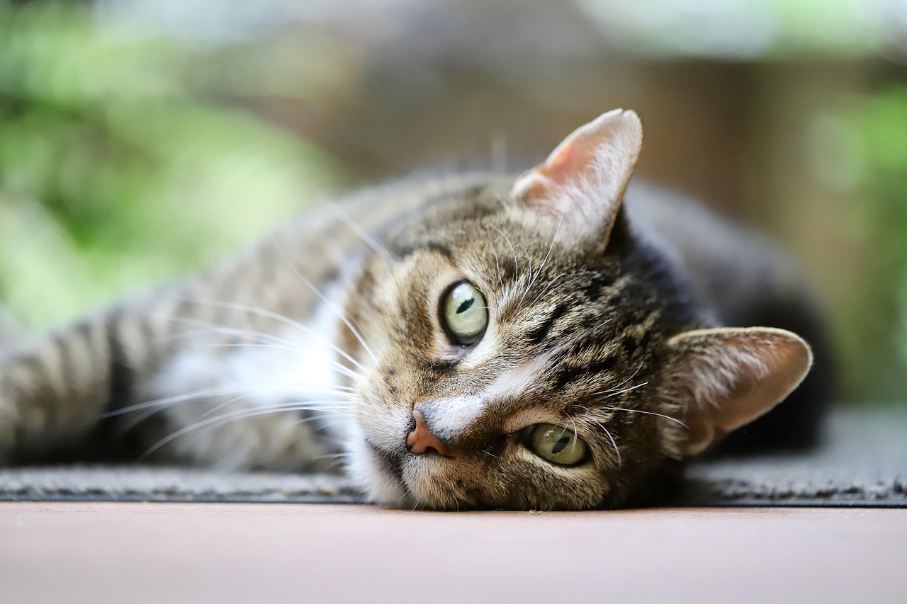 Cat Throwing Up Blood: Common Causes & When to Worry